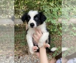 Puppy Meadow Australian Shepherd