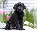 Small #2 Labrador Retriever