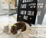 Puppy Green collar 1 Bloodhound