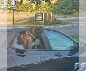 Mastiff Puppy for sale in CATO, NY, USA