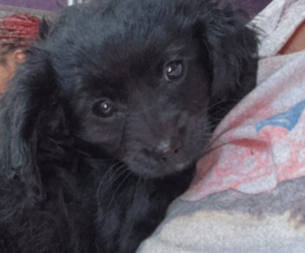 Medium Photo #1 Cavapoo (Miniature) Puppy For Sale in WEST HARTFORD, CT, USA