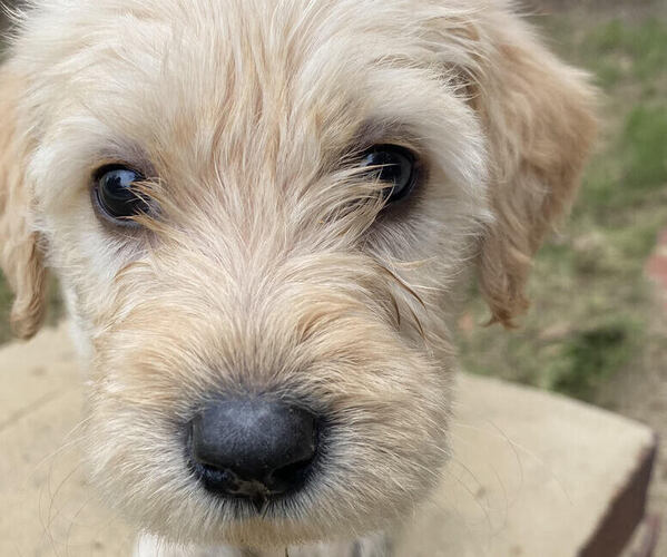 Medium Photo #2 Labradoodle Puppy For Sale in CHELSEA, AL, USA