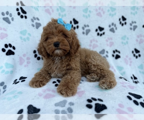 Medium Photo #5 Cock-A-Poo Puppy For Sale in LAKELAND, FL, USA