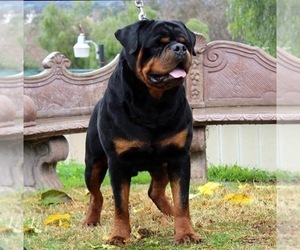 Father of the Rottweiler puppies born on 01/30/2020