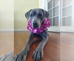 Small #1 Great Dane-Weimaraner Mix