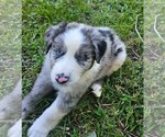 Theo - Male Australian Shepherd Puppy for Sale - Small photo