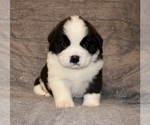Small #20 Saint Bernard