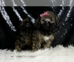 Small Photo #22 Poodle (Miniature) Puppy For Sale in WARSAW, IN, USA