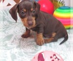Small #7 Dachshund