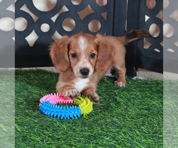 Medium Photo #2 Dachshund Puppy For Sale in MOUNT VERNON, OH, USA