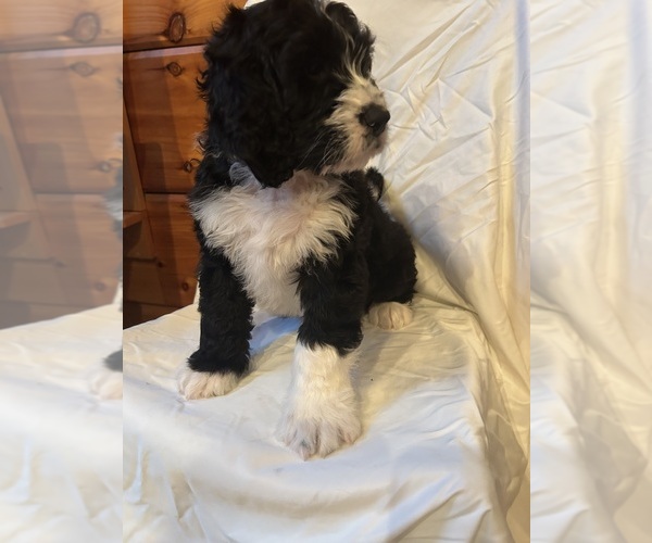 Medium Photo #6 Bernedoodle Puppy For Sale in TRENTON, GA, USA