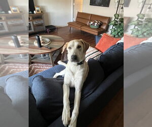 Aslan - Male Great Dane-Unknown Mix Dog for Adoption - Photo #3