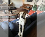 Small Photo #3 Great Dane-Unknown Mix Puppy For Sale in Bullard, TX, USA
