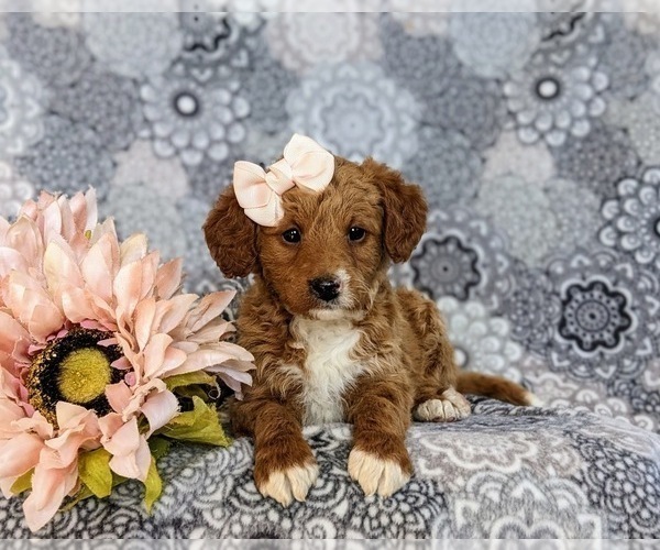 Medium Photo #6 Miniature Labradoodle Puppy For Sale in QUARRYVILLE, PA, USA