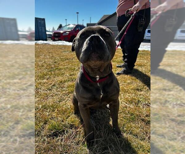 Medium Photo #1 American Pit Bull Terrier Puppy For Sale in Ogden, UT, USA