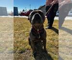 Small American Pit Bull Terrier