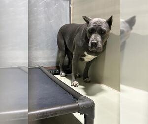 Mutt Dogs for adoption in Bakersfield, CA, USA