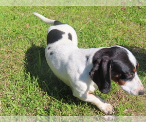 Father of the Dachshund puppies born on 03/14/2026
