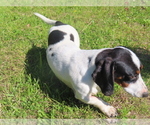 Small Photo #1 Dachshund Puppy For Sale in BUCKLIN, MO, USA