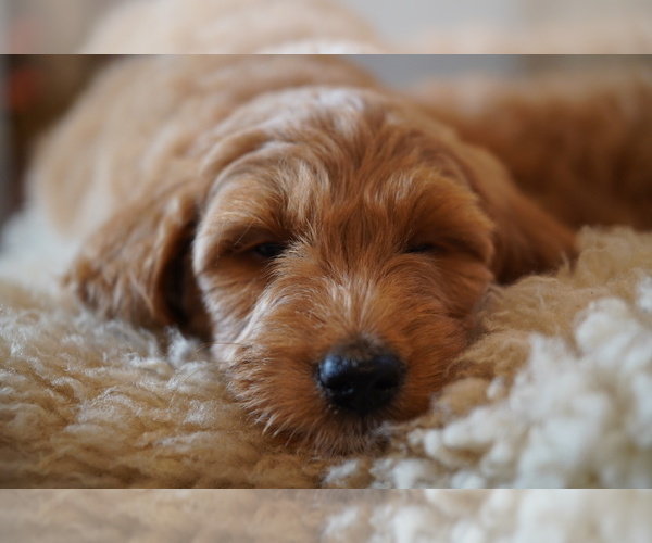 Medium Photo #31 Goldendoodle (Miniature) Puppy For Sale in DALLAS, OR, USA
