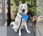 Small #1 Siberian Husky