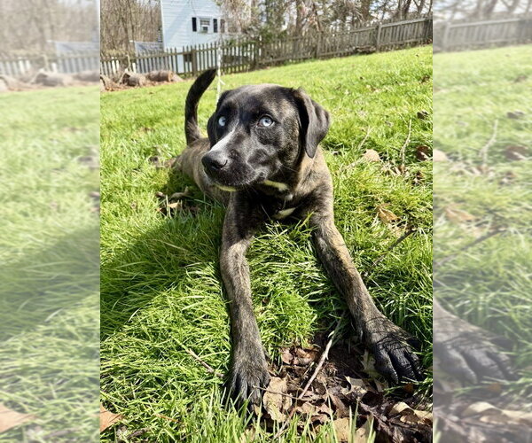 Medium Photo #13 Siberian Husky-Unknown Mix Puppy For Sale in Springdale, PA, USA
