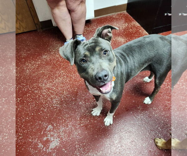 Medium Photo #31 American Pit Bull Terrier Puppy For Sale in Fargo, ND, USA