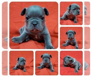 French Bulldog Puppy for sale in AFTON, WY, USA