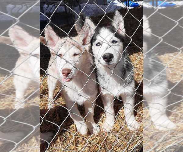 Medium Photo #2 Siberian Husky Puppy For Sale in VIRGINIA, MN, USA