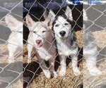 Small Photo #2 Siberian Husky Puppy For Sale in VIRGINIA, MN, USA