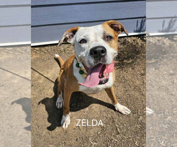 Medium Photo #1 Boxer Puppy For Sale in Maryville, TN, USA