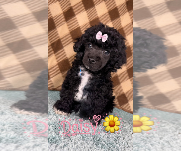 Medium Photo #1 Poodle (Toy) Puppy For Sale in OCOEE, FL, USA