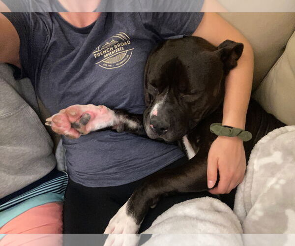 Medium Photo #7 American Pit Bull Terrier-Unknown Mix Puppy For Sale in Millersville, MD, USA