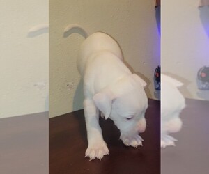 American Bully-American Pit Bull Terrier Mix Puppy for sale in BAKERSFIELD, CA, USA