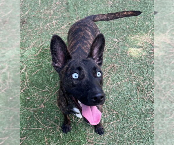 Medium Photo #1 Dutch Shepherd -Unknown Mix Puppy For Sale in San Juan Capistrano, CA, USA
