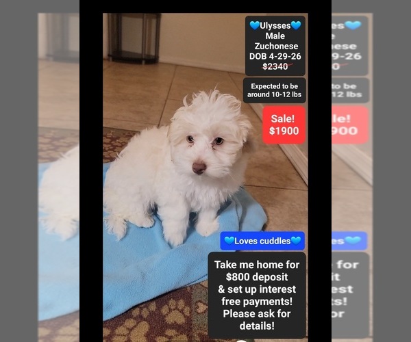Medium Photo #1 Havanese-Zuchon Mix Puppy For Sale in TUCSON, AZ, USA