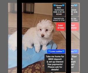 Havanese-Zuchon Mix Puppy for sale in TUCSON, AZ, USA