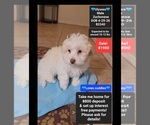 Image preview for Ad Listing. Nickname: Ulysses