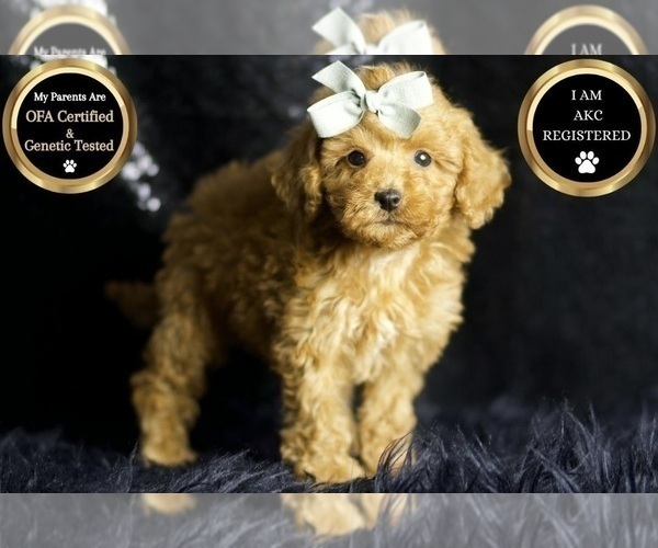 Medium Photo #6 Poodle (Miniature) Puppy For Sale in WARSAW, IN, USA