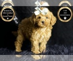 Small Photo #7 Poodle (Miniature) Puppy For Sale in WARSAW, IN, USA