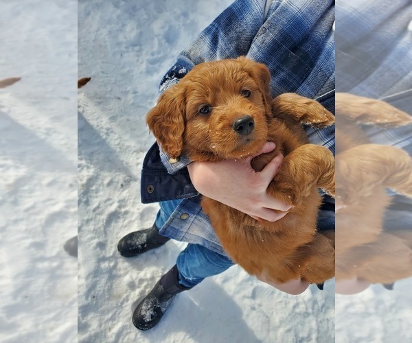 Medium Photo #25 Goldendoodle Puppy For Sale in COKATO, MN, USA