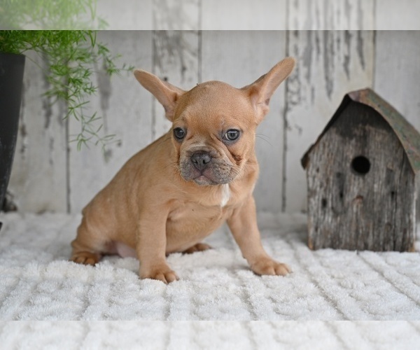 Medium Photo #3 French Bulldog Puppy For Sale in MILLERSBURG, OH, USA