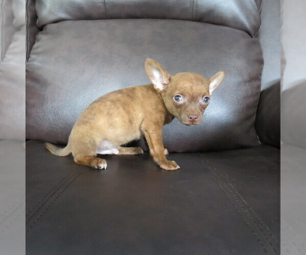 Medium Photo #10 Chihuahua Puppy For Sale in HAYES, VA, USA