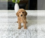 Small Photo #3 Goldendoodle (Miniature) Puppy For Sale in GREENFIELD, IN, USA