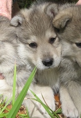 Wolf Hybrid Puppy for sale in MULBERRY, FL, USA