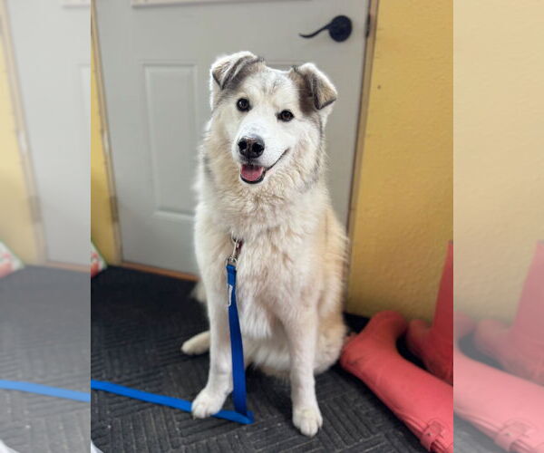 Medium Photo #12 Siberian Husky-Unknown Mix Puppy For Sale in Grafton, WI, USA