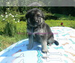 Small #7 German Shepherd Dog