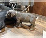 Puppy Turq Cane Corso