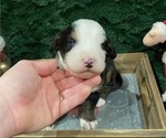 Small Photo #6 Bernese Mountain Dog Puppy For Sale in GREEN FOREST, AR, USA