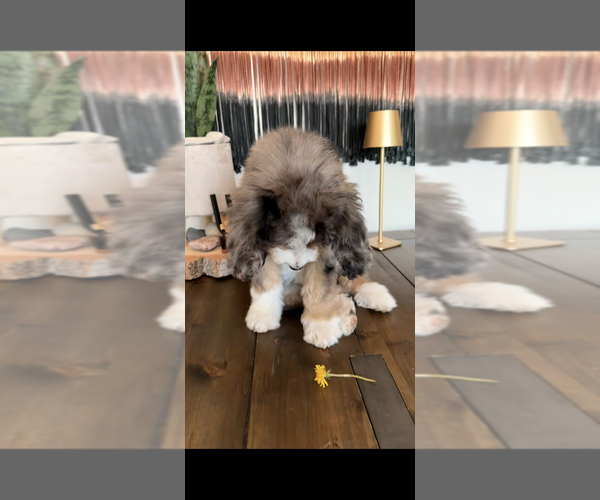 Medium Photo #5 Bernedoodle Puppy For Sale in CENTURIA, WI, USA